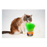 Graminha para Gatos Mister 400g