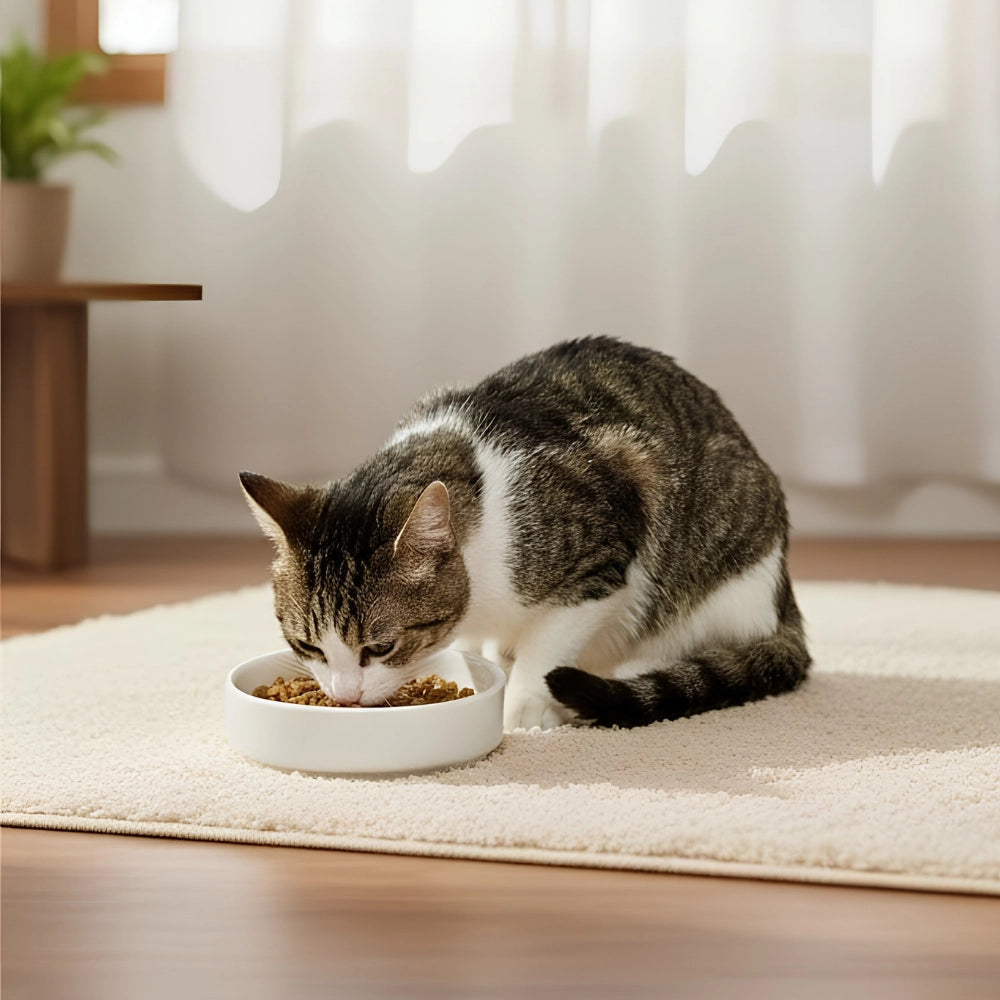 Comedouro Porcelana Raso para Gatos - Branco