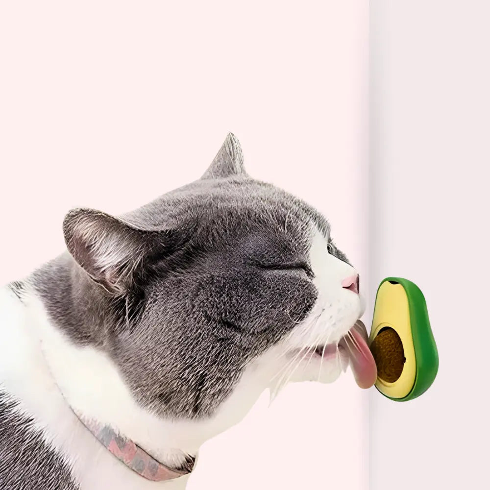 Abacate de Catnip - Avocat