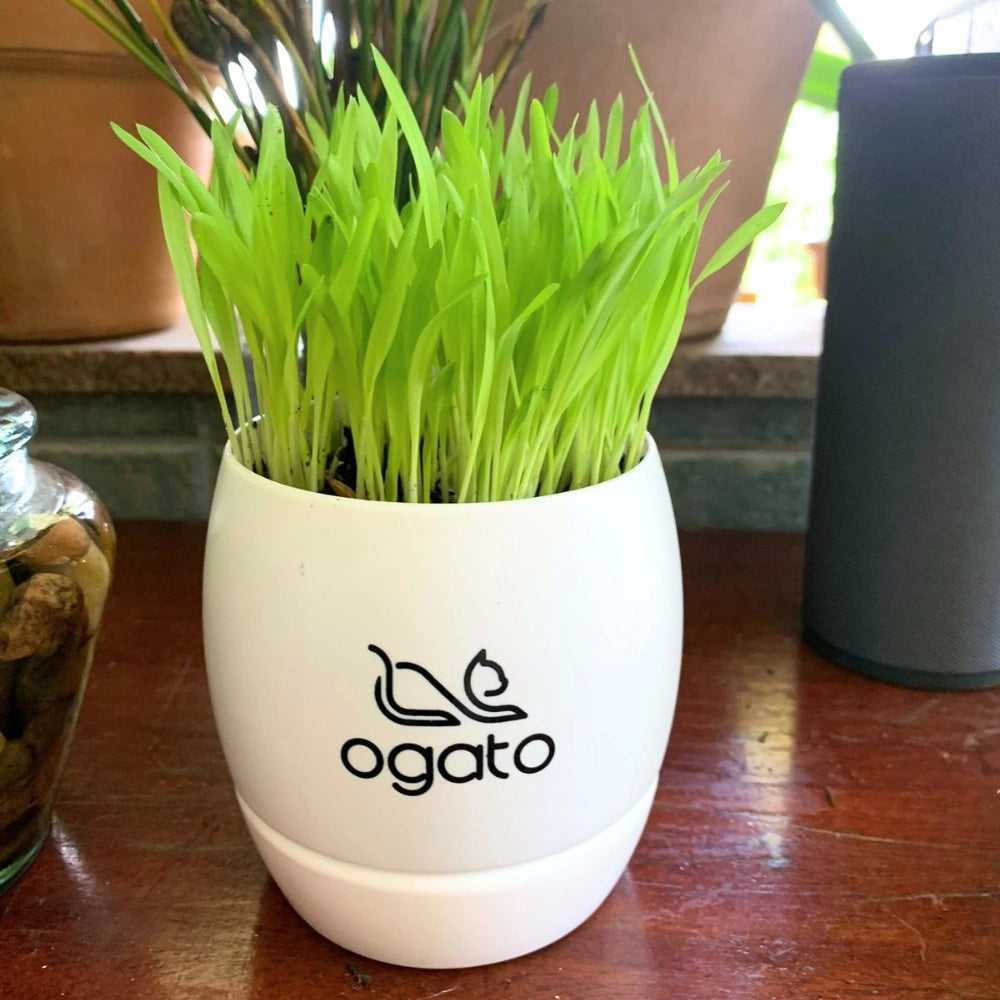 Vaso Autoirrigável de Graminhas para Gatos