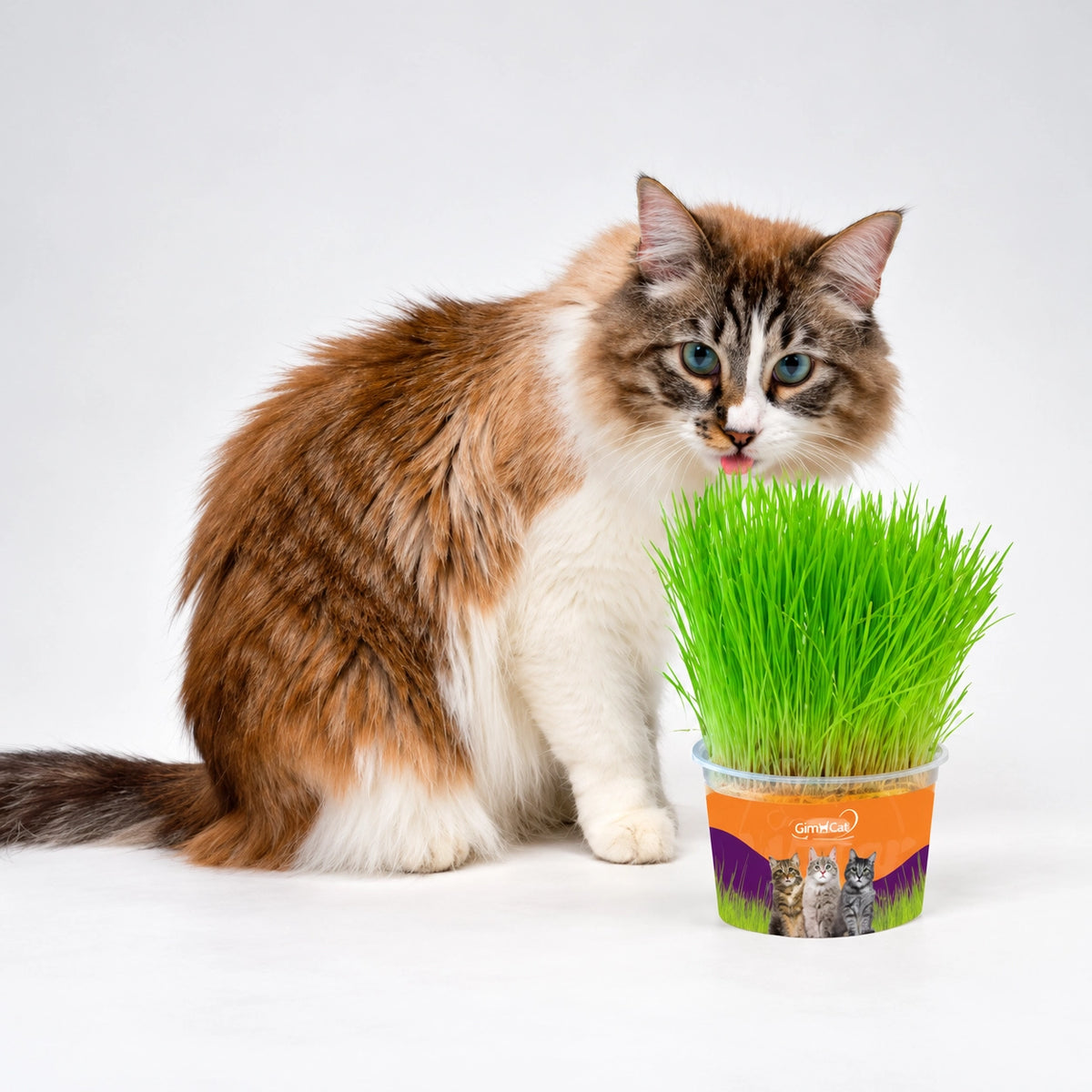 Graminha para Gatos Mister 130g