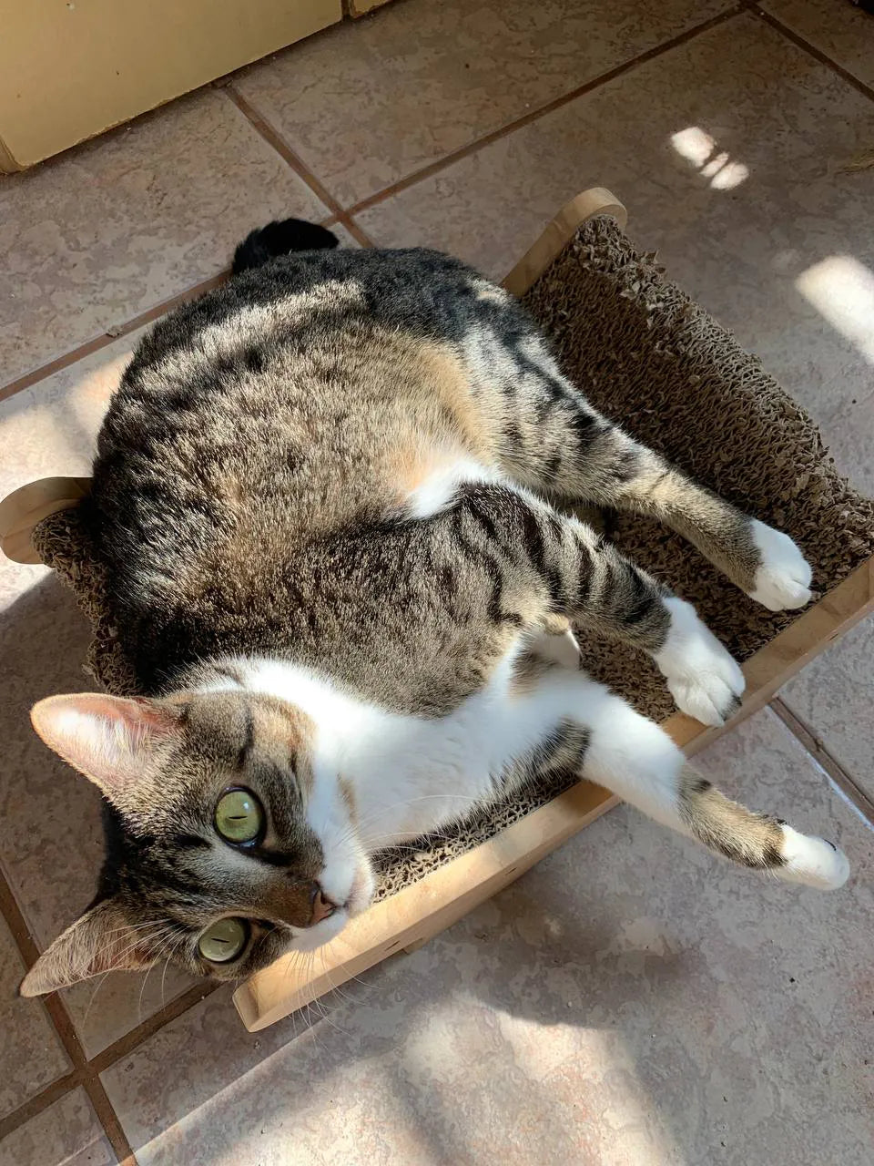 Arranhador Cama em Madeira Alta Durabilidade