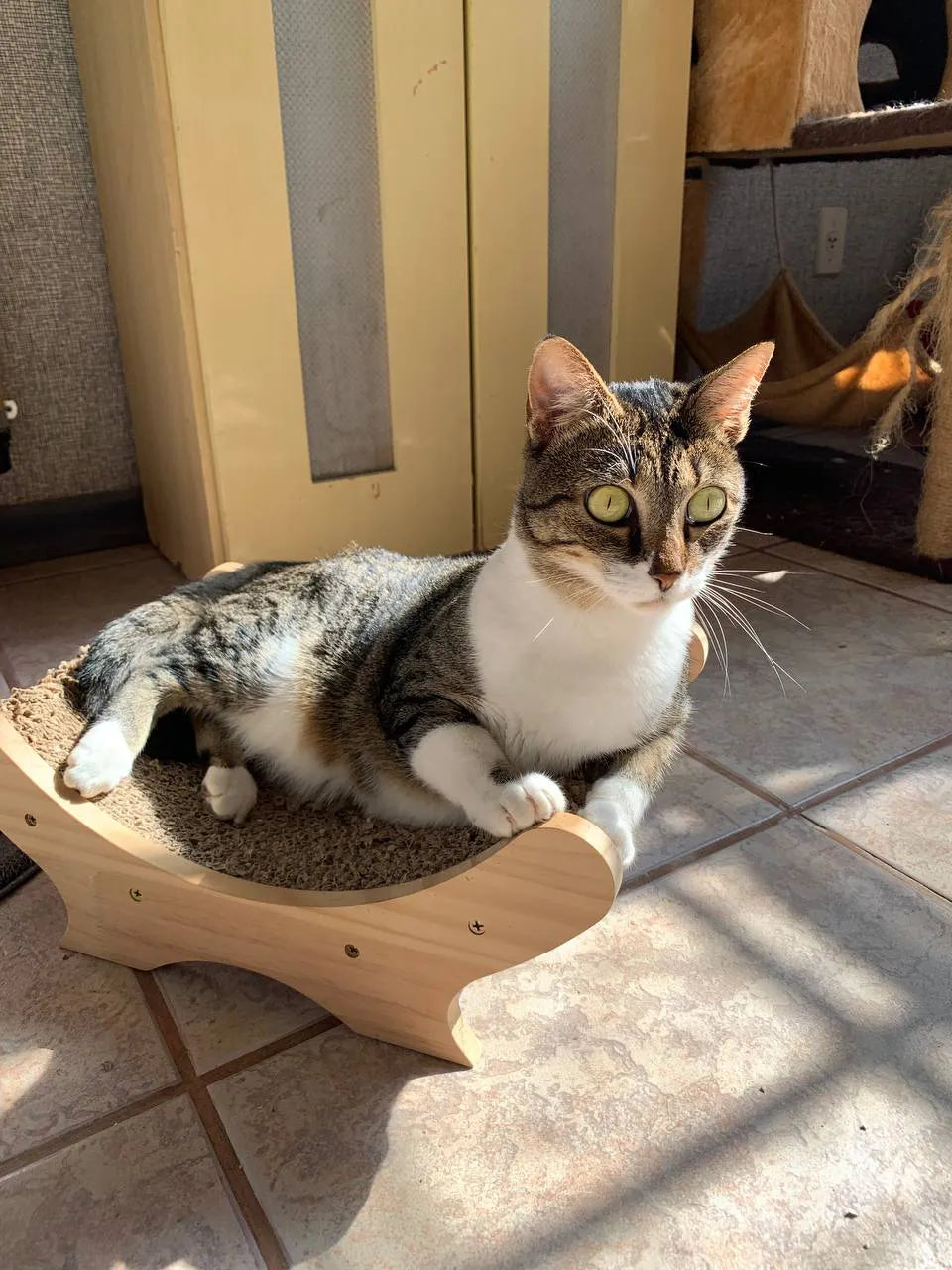 Arranhador Cama em Madeira Alta Durabilidade