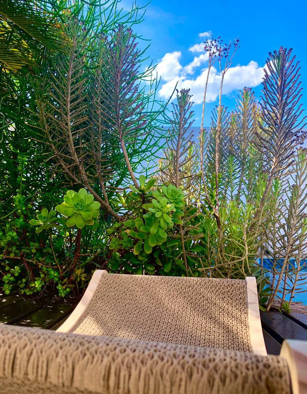 Arranhador Cama em Madeira Alta Durabilidade