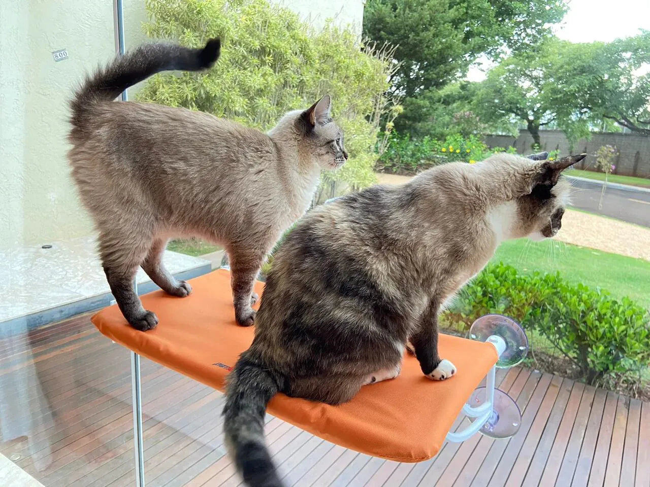 Cama Suspensa de Janela Petlon para Gatos