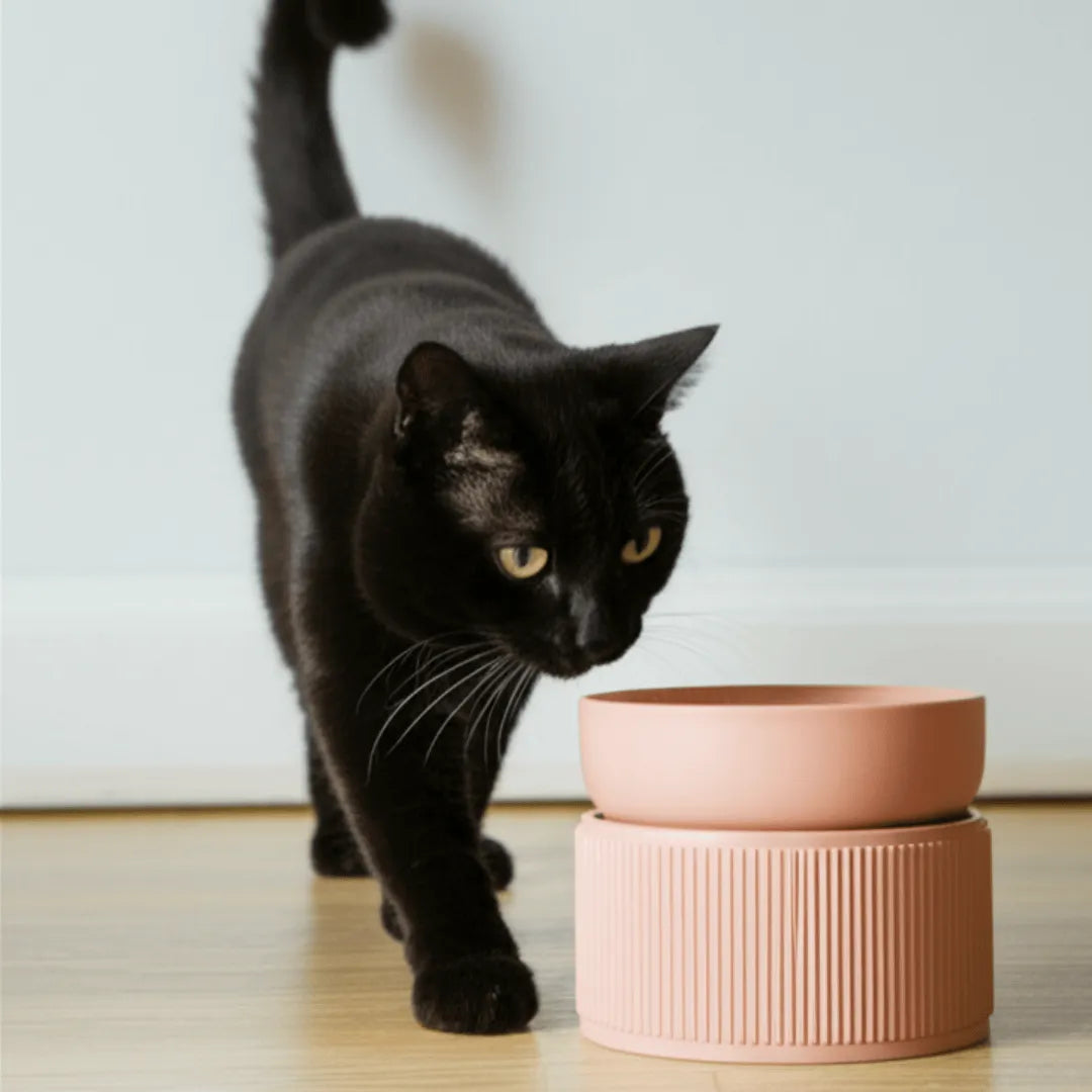 Comedouro/Bebedouro Elevado Cerâmica com Base Regulável - 3 Cores