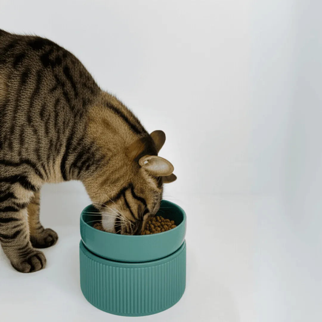 Comedouro/Bebedouro Elevado Cerâmica com Base Regulável - 3 Cores