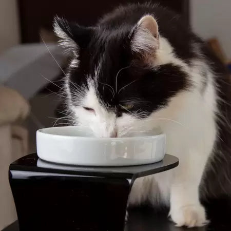 Comedouro Cerâmica Raso para Gatos - Branco/Azul/Rosa