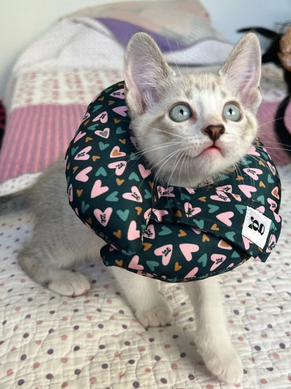 Cone Rosca Aconchego para Gatos Colar Recuperação - Tamanho PP