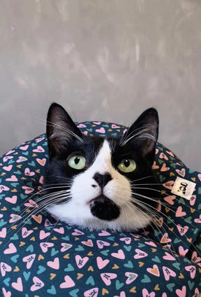Cone Rosca Aconchego para Gatos Colar Recuperação - Tamanho PP