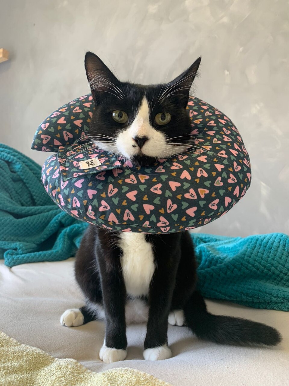 Cone Rosca Aconchego para Gatos Colar Recuperação - Tamanho PP