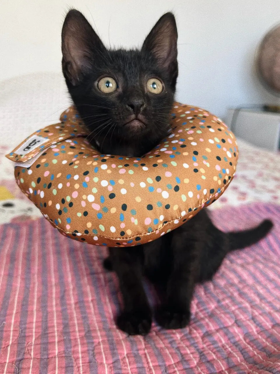 Cone Rosca Aconchego para Gatos Colar Recuperação - Tamanho PP