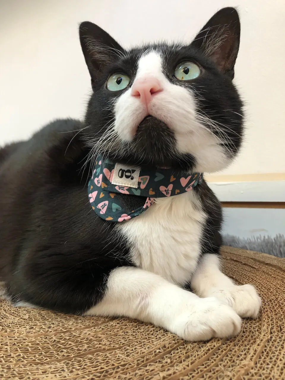 Suporte para Sonda Esofágia Gatos Aconchego