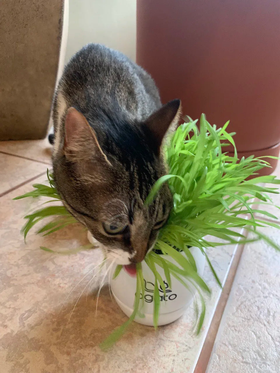 Vaso Autoirrigável de Graminhas para Gatos