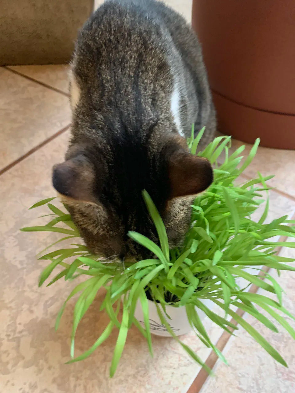 Vaso Autoirrigável de Graminhas para Gatos